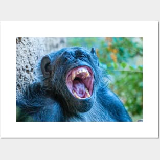 Chimpanzee laugh Posters and Art